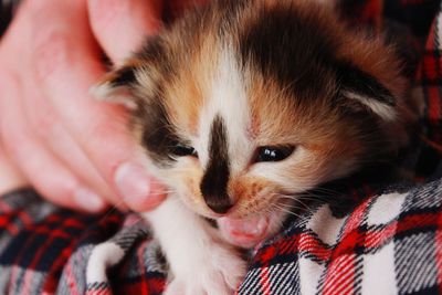 Close-up portrait of kitten