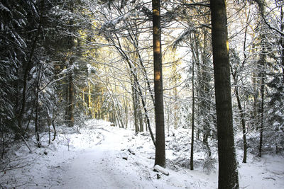 Snow covered trees in forest during winter