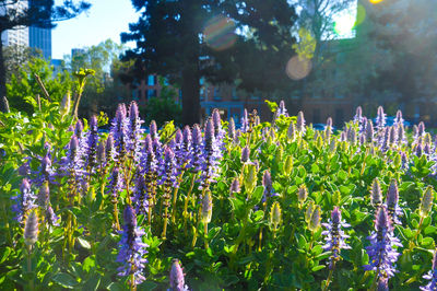 Close-up of plants against trees