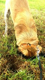 Dog relaxing on grassy field