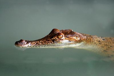 Close-up of lizard in water