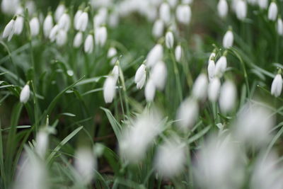 Close-up of white flowering plants on field