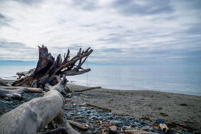 View of driftwood on beach against cloudy sky