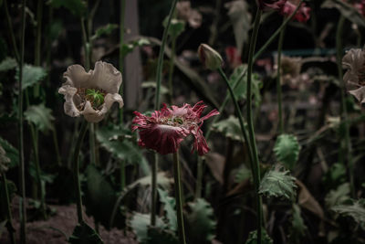 Close-up of red flowering plant