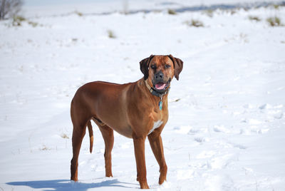 Rhodesian ridgeback standing on snowy field