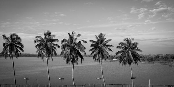 Palm trees by sea against sky