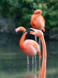 Close-up of flamingo