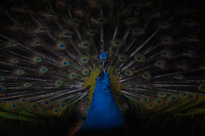 Close-up of peacock