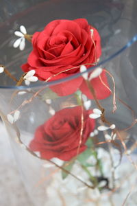 Close-up of red rose