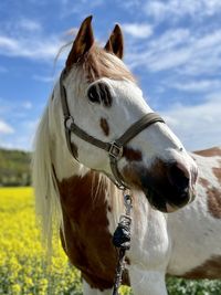 Close-up of paint horse