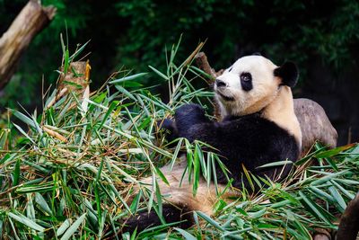 View of an animal on grass