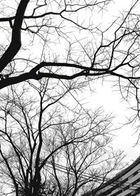 Low angle view of bird on tree against sky