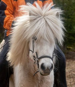 Close-up of a horse