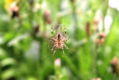 Close-up of spider on web