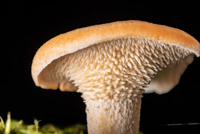 Close-up of mushrooms against black background