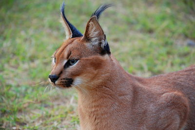 Caracal standing on field