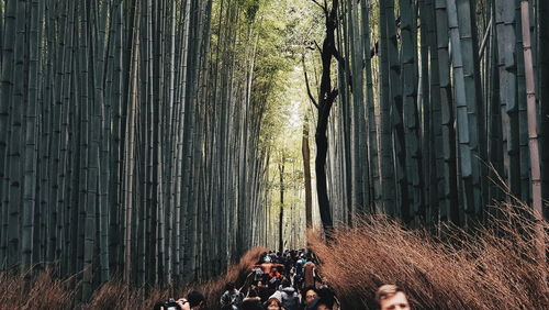 Panoramic shot of tree trunks in forest