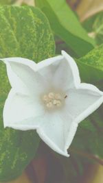 Close-up of flower