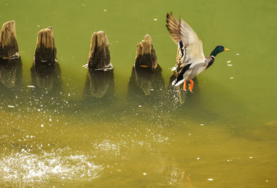 Wild duck take off from the river timis