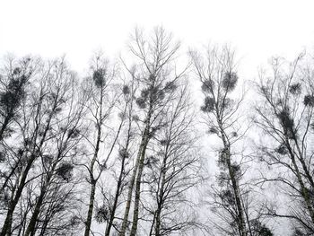 Low angle view of bare trees against sky