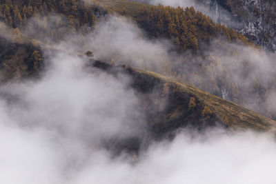 Scenic view of trees on mountain