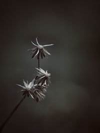 Close-up of dried plant