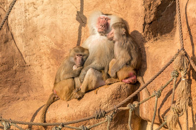 Low angle view of monkeys sitting on rock