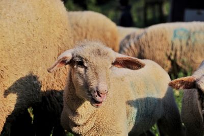 Close-up portrait of sheep