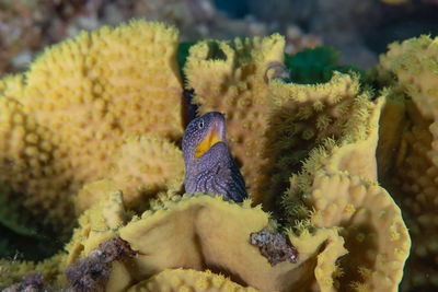 Moray eel mooray lycodontis undulatus in the red sea, eilat israel