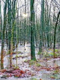 Trees in forest