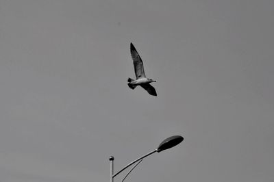 Low angle view of bird flying in sky