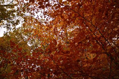 Low angle view of trees against sky