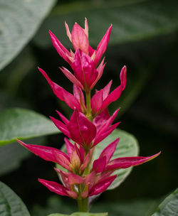 Close-up of pink flower