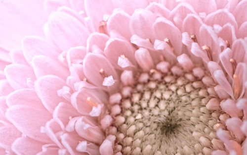 Full frame shot of pink rose flower