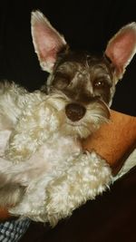 Close-up portrait of puppy at home