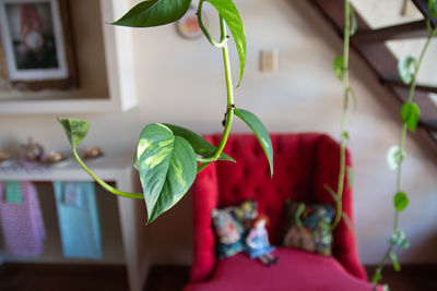 Close-up of potted plant hanging at home