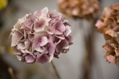 Close-up of flowers against blurred background