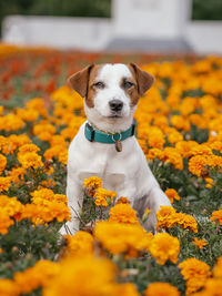 Close-up of a dog on yellow flower