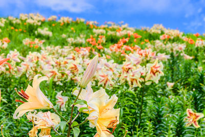 Close-up of flowering plants on field