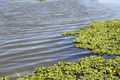 High angle view of plants floating on lake