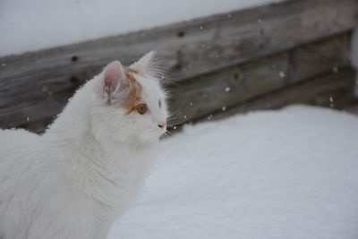 Close-up of white dog