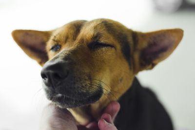 Close-up of dog hand
