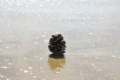 Close-up of a pine cone in the sea