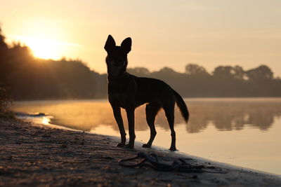 Dog standing on road