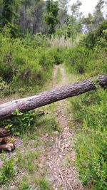 View of trees in the forest