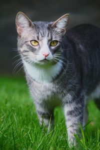 Portrait of cat on field