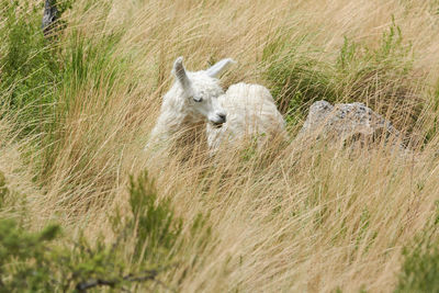 Sheep on field