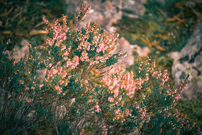 Close-up of flowering plants on field