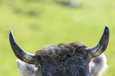 Detail shot of horned animal against blurred background