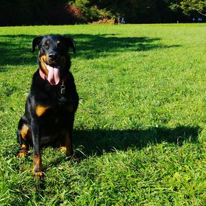 Portrait of dog on grassy field